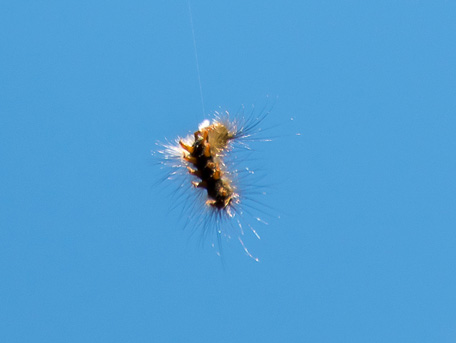 Gypsy moth caterpillar dangling on silk thread